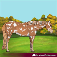 Horse Color:Chestnut Leopard 
