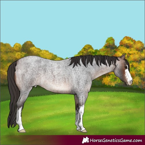 Horse Color:White Spotted Brown Roan