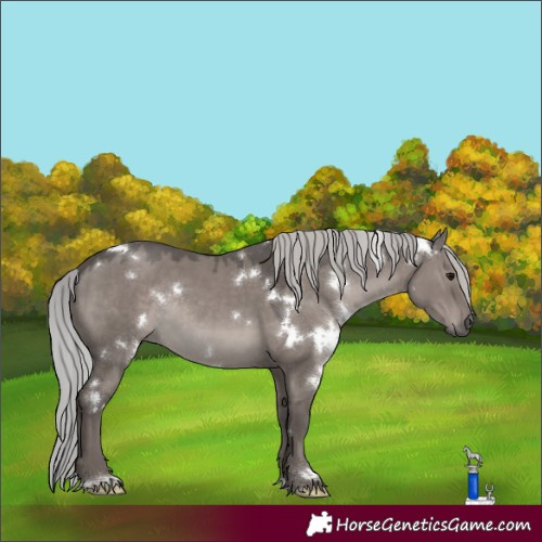 Horse Color:Platinum White Spotted Silver Grullo Rabicano 
