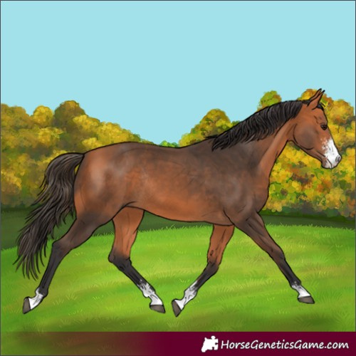 Horse Color:Bay Sabino Rabicano