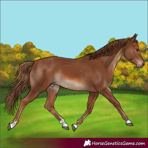 Horse Color:Chestnut Rabicano