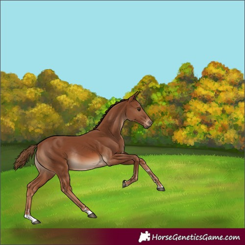 Horse Color:Chestnut Rabicano 