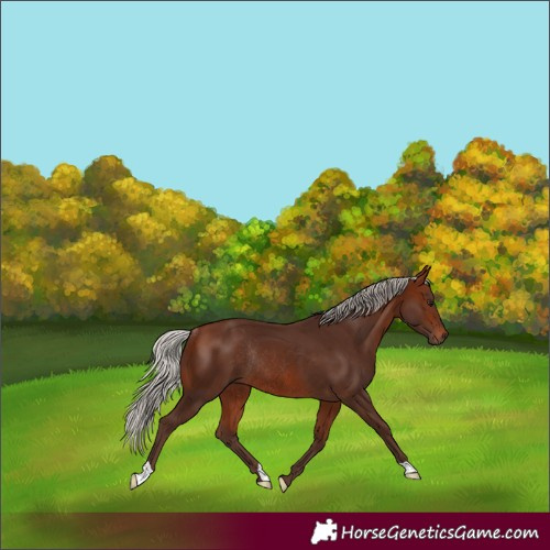 Horse Color:Silver Bay Rabicano