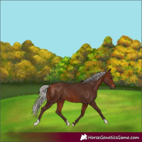 Horse Color:Silver Bay Rabicano 