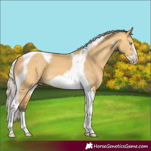 Horse Color:Silver Buckskin Dun Tobiano Frame