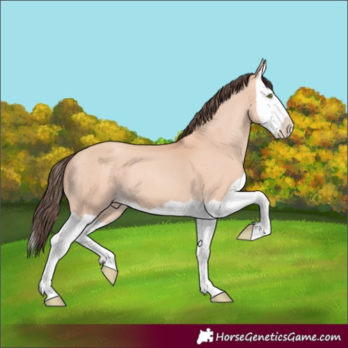 Horse Color:Amber Champagne Splash 