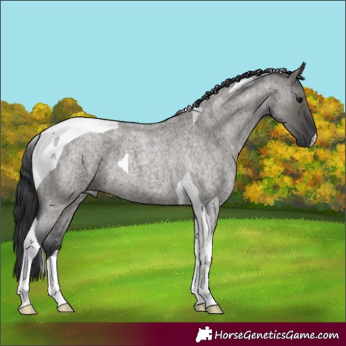 Horse Color:Grullo Roan Tobiano 