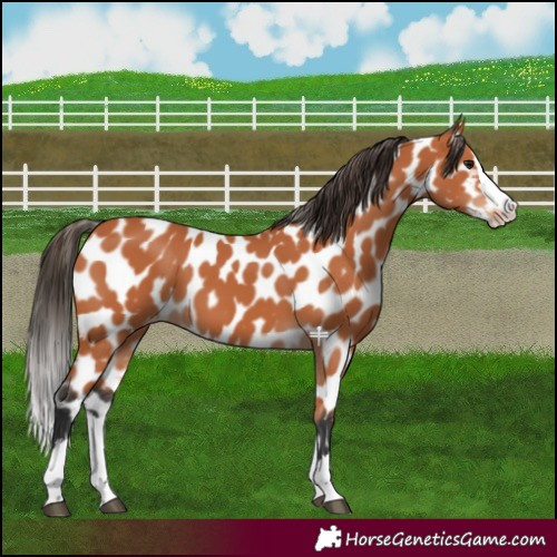 Horse Color:Bay Splash Near Leopard