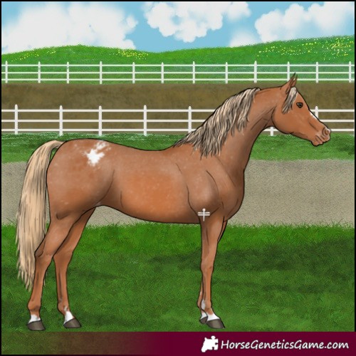 Horse Color:Chestnut Varnish 