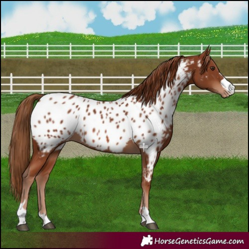 Horse Color:Chestnut Near Leopard 