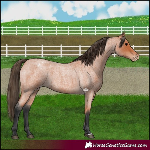 Horse Color:Bay Roan Varnish 