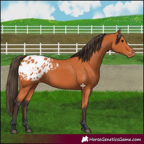 Horse Color:Bay Blanket