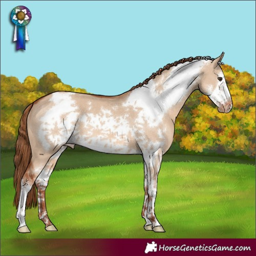 Horse Color:Red Dun Sabino Frame Appaloosa 