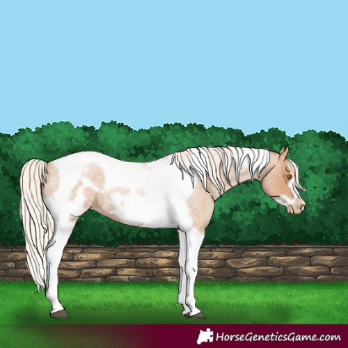 Horse Color:Silver Blue Roan Pearl Tobiano Frame 