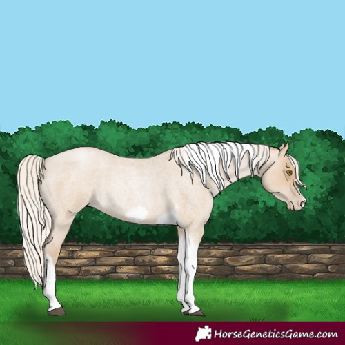 Horse Color:Silver Grullo Roan Pearl Tobiano Frame 