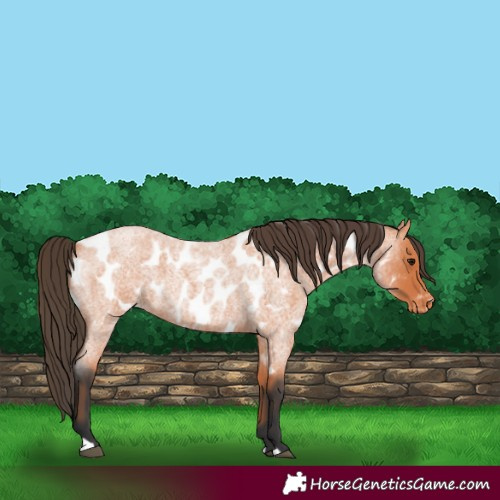 Horse Color:Bay Roan Appaloosa 