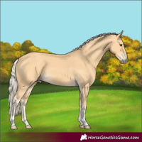 Horse Color:Palomino