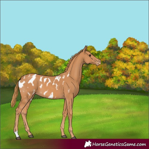 Horse Color:Chestnut Appaloosa 