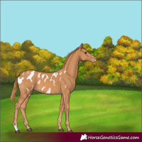 Horse Color:Chestnut Blanket 