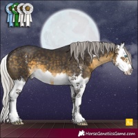 Horse Color:Silver Buckskin Sabino Splash