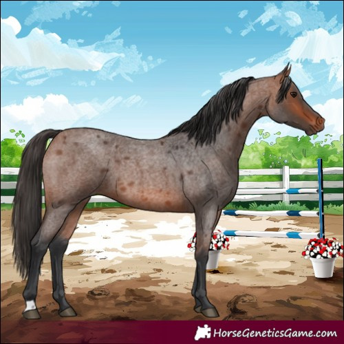 Horse Color:Bay Roan 
