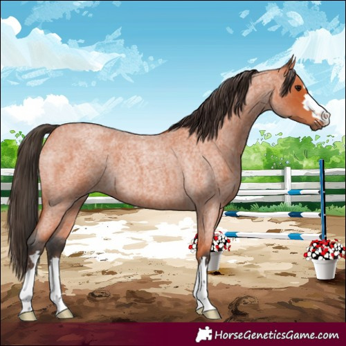 Horse Color:Bay Roan 