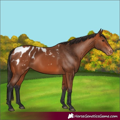 Horse Color:Bay Appaloosa