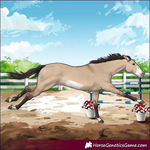 Horse Color:Bay Dun Frame 