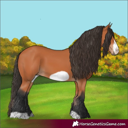 Horse Color:Bay Frame 