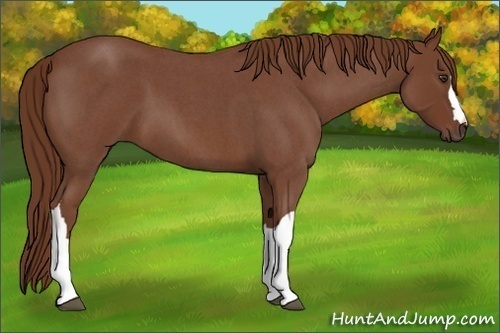 Horse Color:Red Roan 