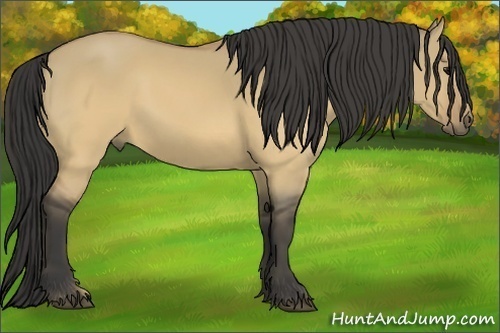 Horse Color:Buckskin Dun 
