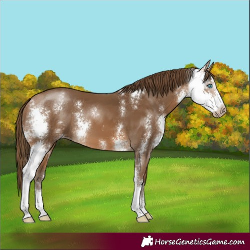 Horse Color:Gray Perlino Sabino