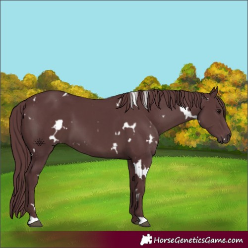 Horse Color:White Spotted Chocolate Black 