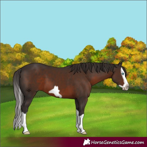 Horse Color:Liver Chestnut Splash Frame 