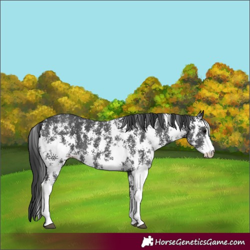 Horse Color:Black Sabino