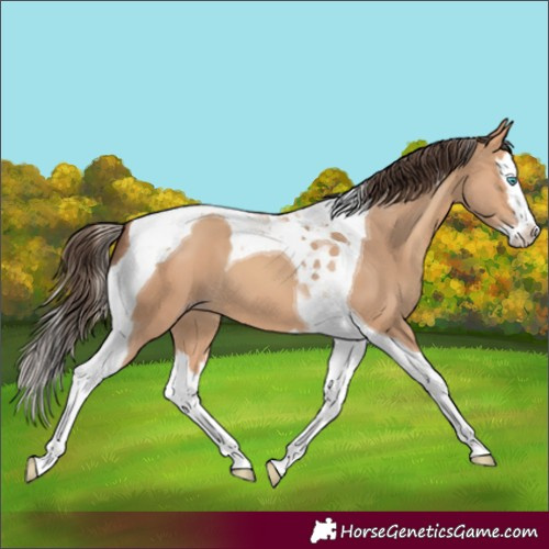 Horse Color:Amber Champagne Splash Tobiano 