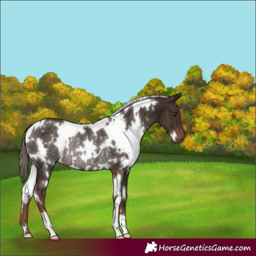 Horse Color:White Spotted Liver Chestnut Rabicano
