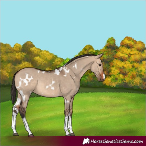 Horse Color:White Spotted Bay Dun Rabicano 