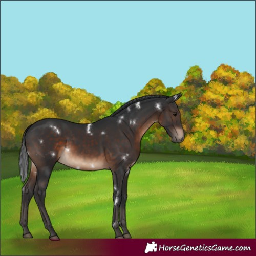 Horse Color:White Spotted Brown