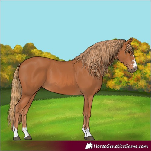 Horse Color:Chestnut 