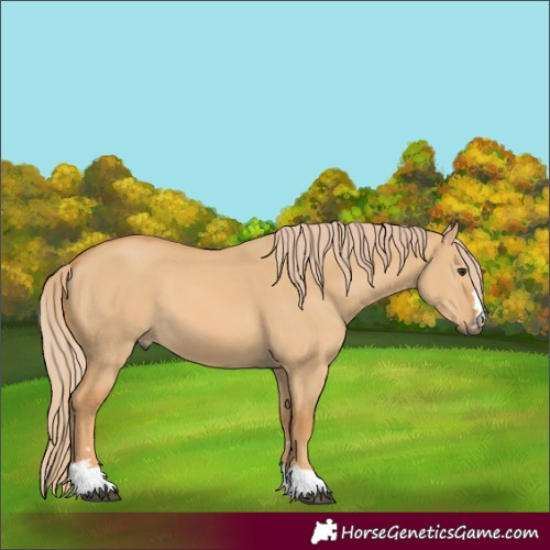 Horse Color:Red Dun 