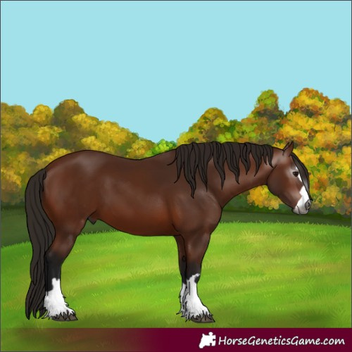 Horse Color:Gray Bay 