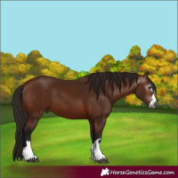 Horse Color:Gray Bay 