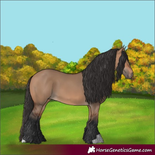 Horse Color:Bay Dun 