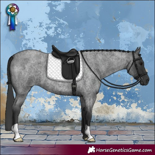 Horse Color:Blue Roan