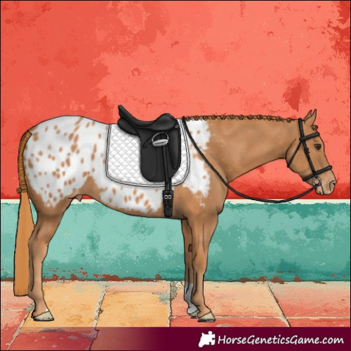 Horse Color:Chestnut Appaloosa