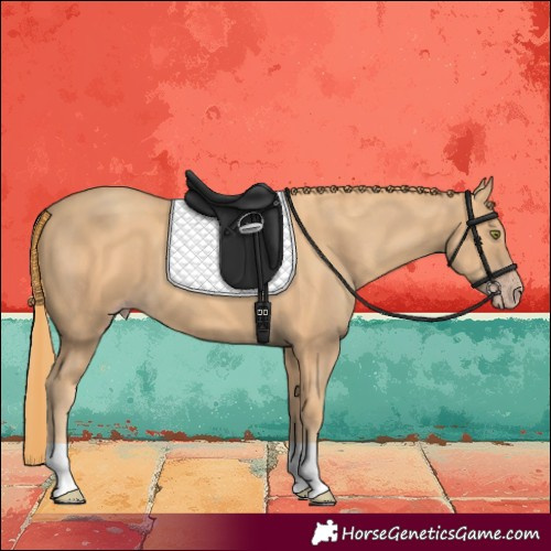 Horse Color:Gold Champagne 