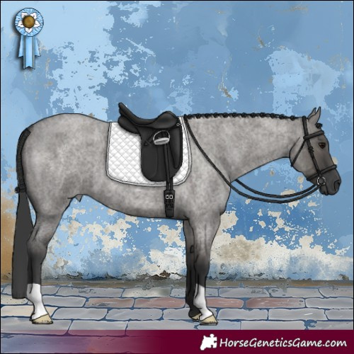 Horse Color:Grullo Roan