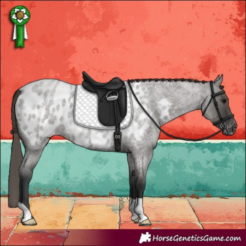 Horse Color:Grullo Roan Appaloosa