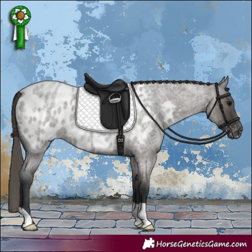 Horse Color:Grullo Roan Appaloosa 